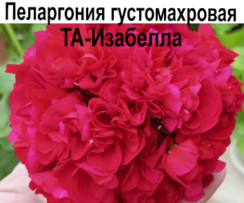 Пеларгония розебудная ТА-Изабелла
