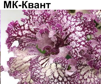 МК-Квант (М.Карпова)