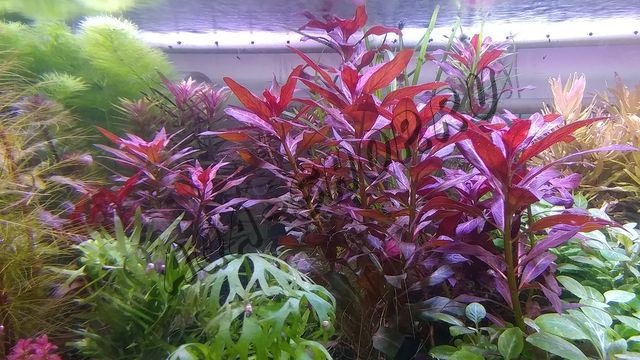 Людвигия перуанская Красная звезда (Ludwigia peruensis)