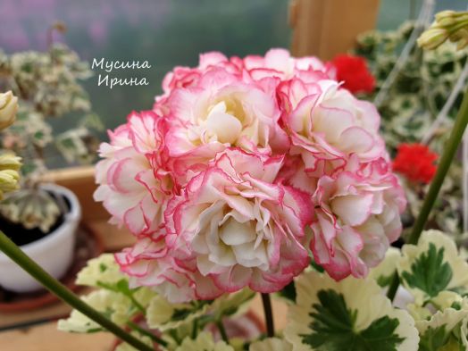 Westdale Appleblossom № 0719