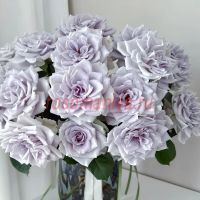 Блу Гравити (Blue Gravity)