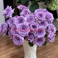 Винди Найт (Windy Night)