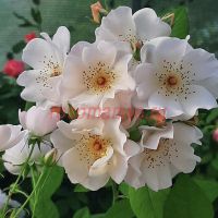 Лупс Баттонс (Lupe's Buttons)