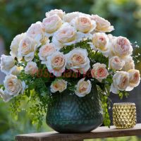 Марципан (Marzipan)