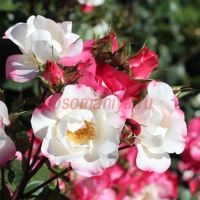 Окки ди Фата (Occhi Di Fata)