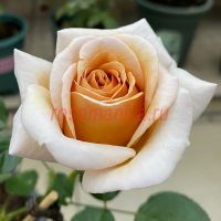 Ралли де Газелес (Rallye des Gazelles)