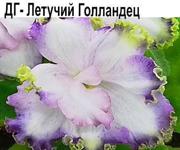 ДГ-Летучий Голландец  НОВИНКА КАТАЛОГА