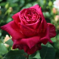 Ноблесс (Noblesse)