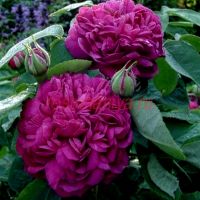 Роз де Рэшт (Rose de Resht)