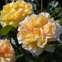 Сицилианн (Sicilienne)