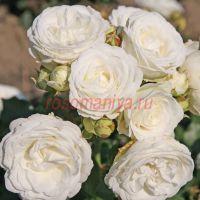 Сноу Кисс (Snow Kiss)