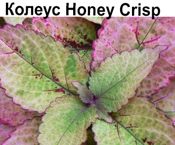 Колеус Honej Crisp