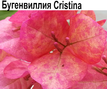 Бугенвиллия Cristina