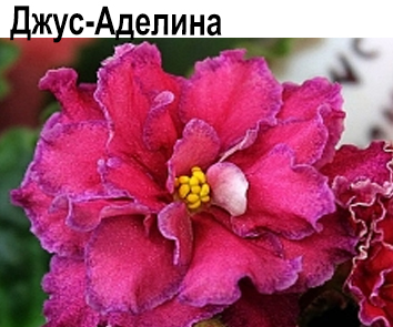 Джус-Аделина