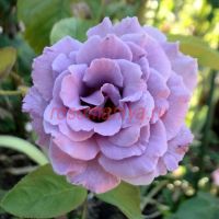 Севен Сейз (Seven Seas)