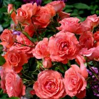 Спешиал Мемориз (Special Memories)