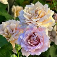 Суо Цинцю (Suo Qingqiu)