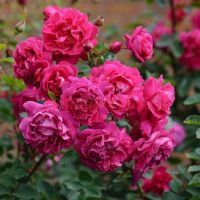 Тэм о'Шентер (Tam o'Shanter)