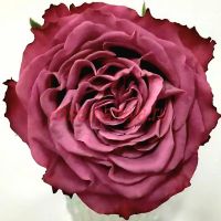 Принцесс Тамако (Princess Tamako)