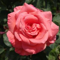 Сонг энд Дэнс (Song and Dance)