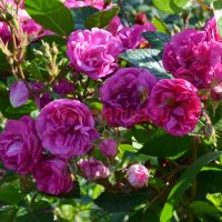 Сурир д’Антан (Sourire d’Antan)