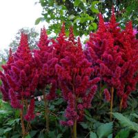 Астильба Вижнс ин Ред (Visions in Red) китайская