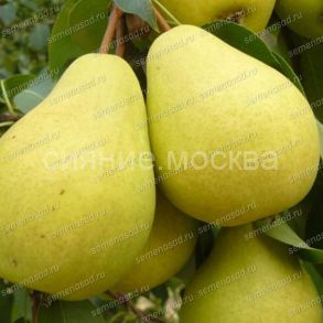 Груша Чижовская, 1 шт., Поиск