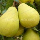 Grusha-Chizhovskaya-1-sht-Poisk