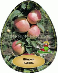 Яблоня колонновидная Валюта (подвой 54-118 полукарл.), 1 шт (Поиск)