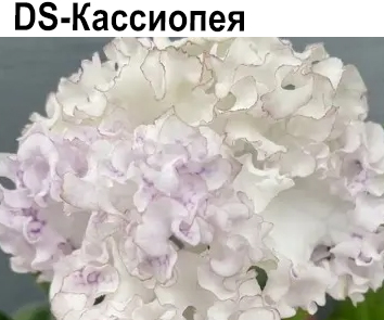 DS-Кассиопея (Диметрис)  НОВИНКА КАТАЛОГА
