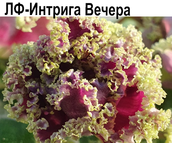 ЛФ-Интрига Вечера (Федосеева)  НОВИНКА КАТАЛОГА