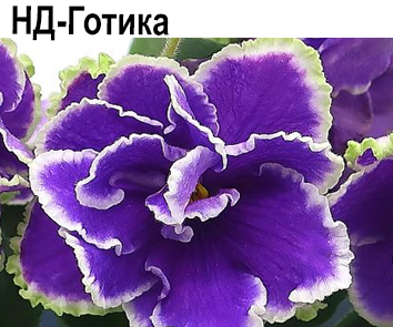 НД-Готика (Данилова-Суворова)