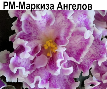 РМ-Маркиза Ангелов (Скорнякова)