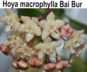 Хойя Macrophylla Bai Bur  НОВИНКА