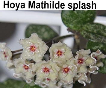 Хойя Mathilde splash  НОВИНКА КАТАЛОГА