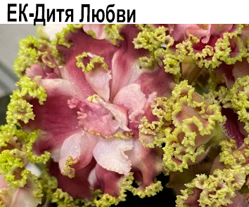 ЕК-Дитя Любви (Коршунова)  НОВИНКА