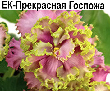 ЕК-Прекрасная Госпожа (Коршунова)