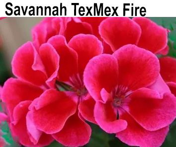 Пеларгония зональная TexMex Fire