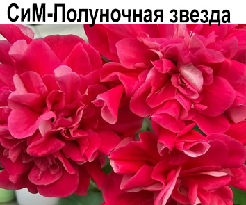 Пеларгония розебудная СиМ-Полуночная Звезда  НОВИНКА!