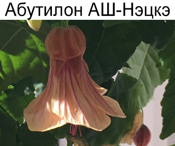 Абутилон АШ-Нэцкэ