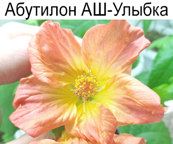 Абутилон АШ-Улыбка