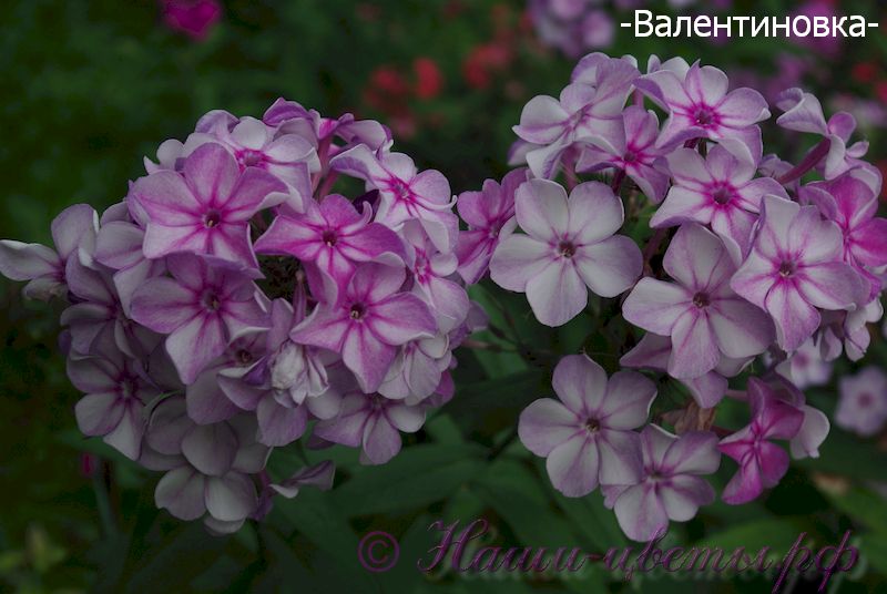 Флокс 'Валентиновка' / Phlox 'Valentinovka'