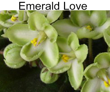 Emerald Love (LLG)