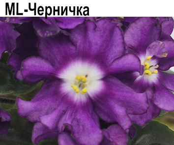 ML-Черничка   НОВИНКА КАТАЛОГА