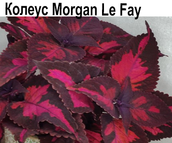 Колеус Morgan Le Fay  НОВИНКА КАТАЛОГА