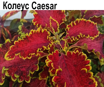 Колеус Caesar  НОВИНКА КАТАЛОГА