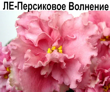ЛЕ-Персиковое Волнение (Лебецкая) НОВИНКА КАТАЛОГА