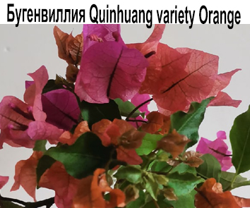 Бугенвиллия Quinhuang variegaty Orange  HOВИНКА КАТАЛОГА