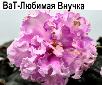 ВаТ-Любимая Внучка (Валькова)  НОВИНКА