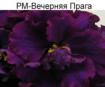 РМ-Вечерняя Прага (Скорнякова)